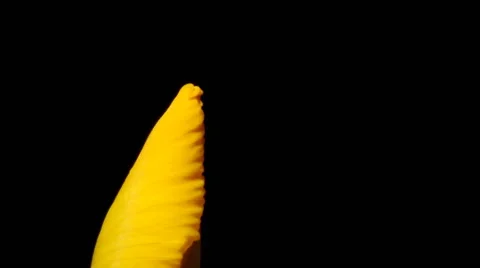 Yellow Iris Time-Lapse Stock Footage 62334771
