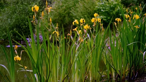 Yellow iris1 Video stock 134455449