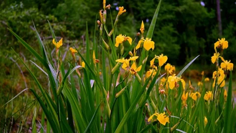 Yellow iris2 Stock Footage 134455184
