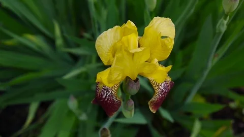 Yellow irise closeup moving on the wind. Video footage HD static camera. Stock Footage 77747048