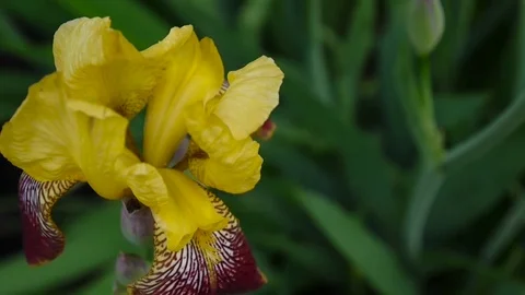 Yellow irise moving on the wind. Video footage HD static camera. Stock Footage 77157996