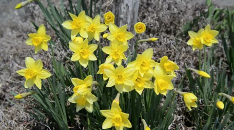 Yellow irises in the garden Stock Footage 37693247