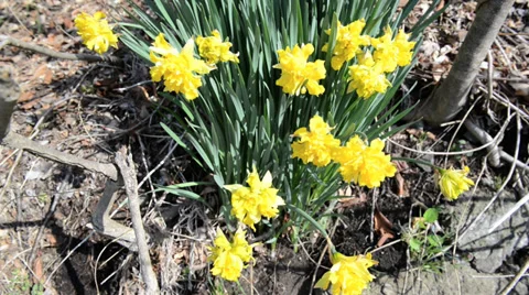 Yellow irises in the garden Stock Footage 39158047
