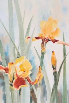 Yellow Irises Stock Illustration