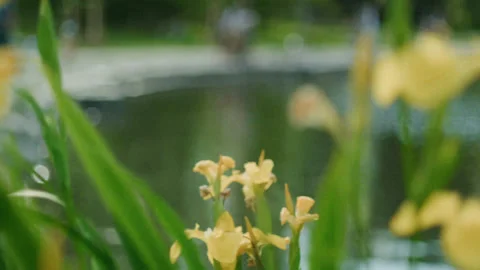 Yellow Irises moved by the wind with pond and people in the blurry background Stock Footage 142354447