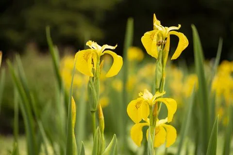 Yellow Irises Stock Photos