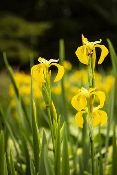 Yellow Irises Foto stock