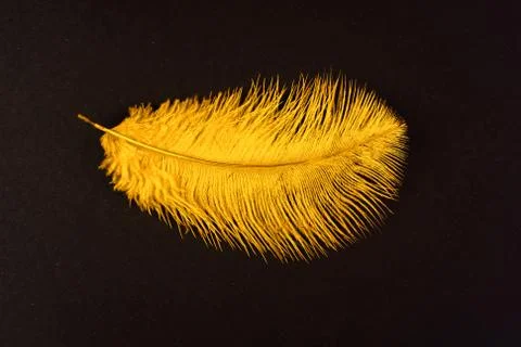 Yellow isolated falling feather close up Фото
