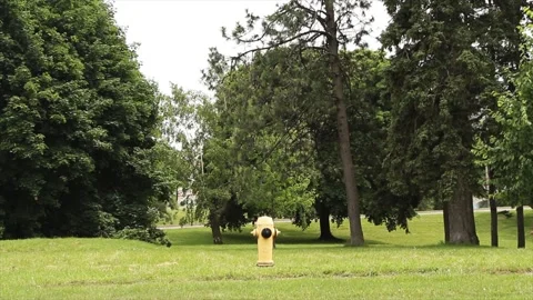 Yellow isolated fire hydrant in middle of grass field with trees and sky Stock-Footage 246610810