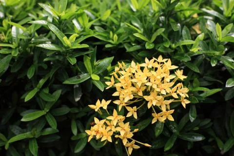 Yellow ixora Stock Photos