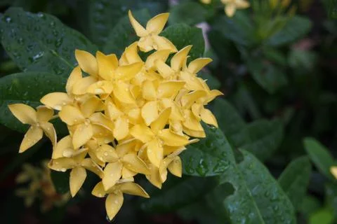 Yellow Ixora Foto stock