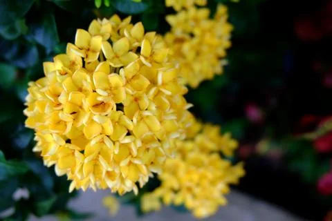 Yellow Ixora. Stock Photos