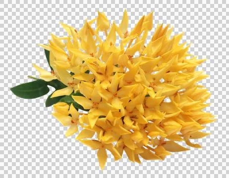 Yellow ixora Stock Photos