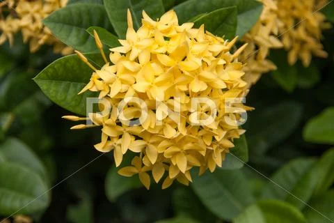Yellow ixoras flower Stock Photos