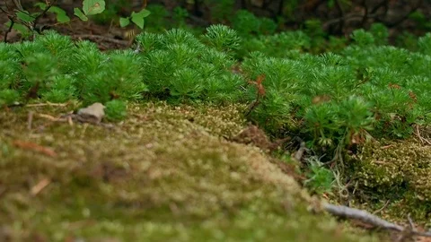 Yellow jacket and flies in macro plants Hidden Swamp Oregon Cascades Oval Lake Stock Footage 81974318