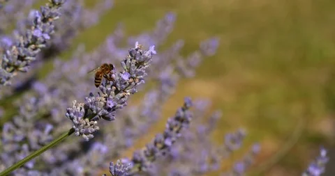 Yellow Jacket Bee On Countryside Lavender Plant Stock Footage 113149928