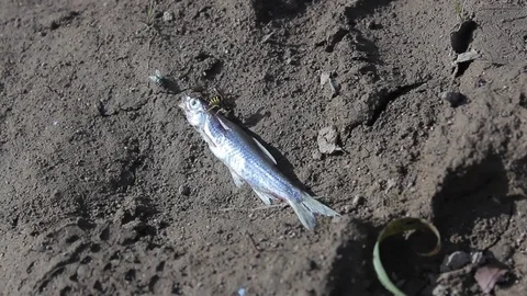 Yellow Jacket Bee Crawls On Dead Fish Eyeball Stock Footage 106680934