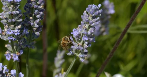 Yellow Jacket Bee Feeds on Lavender Plant Stock Footage 113149781