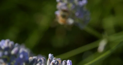 A Yellow Jacket Bee Finds Yummy Pollen Stock Footage 113151759