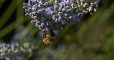 A Yellow Jacket Bee Fumbles Around for Pollen Stock Footage 113151281