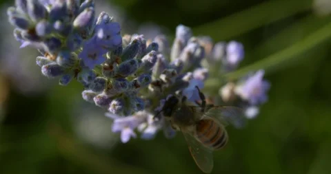 A Yellow Jacket Bee Gets Surpised On a Plant Stock Footage 113151589