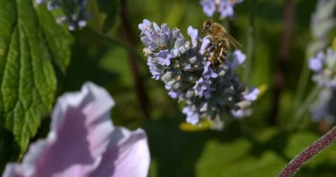 Yellow Jacket Bee Sporadically Pollinates Stock Footage 113149717