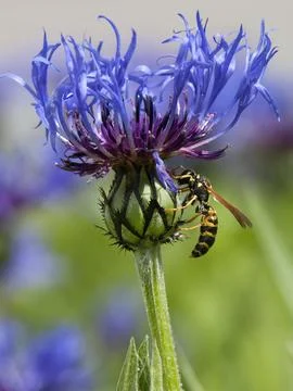 Yellow jacket on flower. Stock Photos
