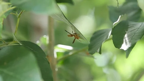 Yellow Jacket 動画素材 78204719