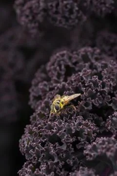 Yellow Jacket Hoverfly on Purple Kale Stock Photos