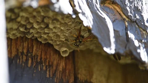 Yellow Jacket on its nest Stock Footage 89238285