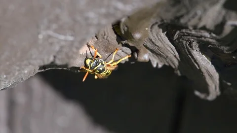 Yellow Jacket Nest Stock Footage 89238372