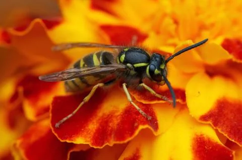 Yellow jacket Stock Photos