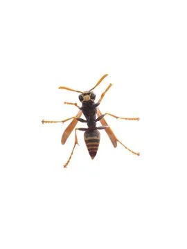 Yellow Jacket Stock Photos