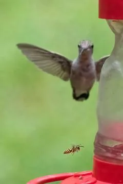 Yellow Jacket Stock Photos