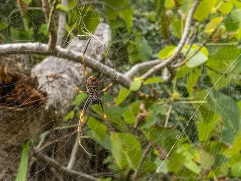 Yellow-jacket spider on web among tree branches, surrounded by green leaves Stock-Fotos