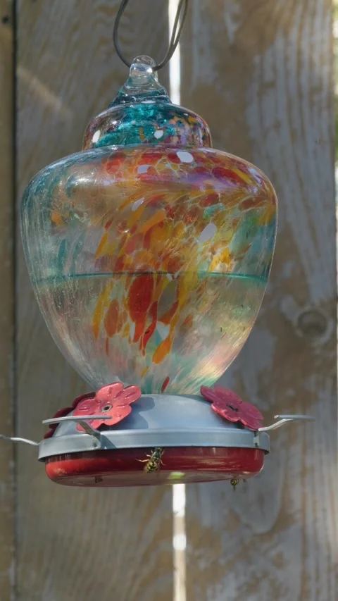 Yellow Jacket Wasp Crawling on a Colorful Glass Hummingbird Feeder Stock Footage 329070164