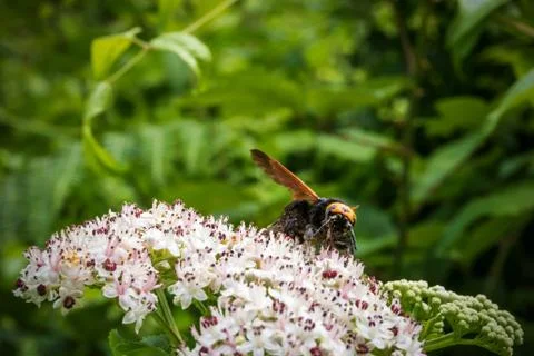 Yellow jacket wasp drinking nectar Stock Photos