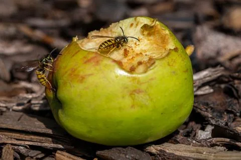 Yellow jacket wasp eating sweet apple that has fallen from the tree Stock Photos