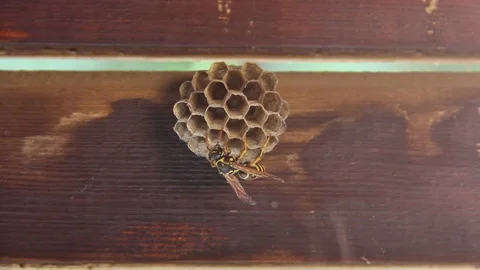 Yellow Jacket Wasp Feeding the Larvae in Wasp Nest close-up Stock Footage 75966302