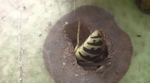 Yellow jacket - wasp inside the fruit feeding Stock Footage 54503499