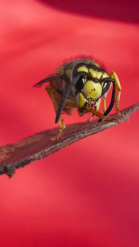 Yellow jacket wasp in macro view Stock Footage 170377668