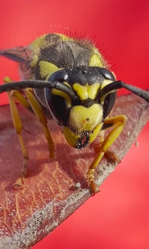 Yellow jacket wasp in macro view Stock Footage 170377826