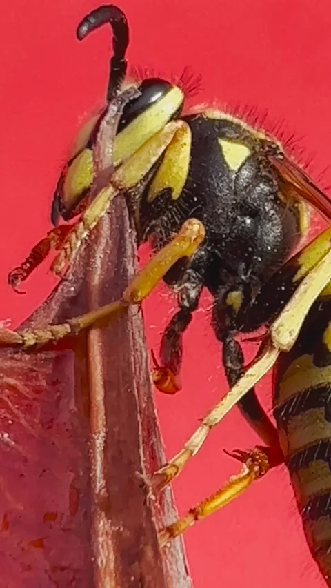 Yellow jacket wasp in macro view Stock Footage 170377915