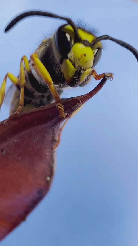 Yellow jacket wasp in macro view Stock Footage 170377929