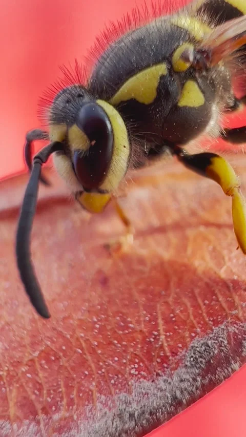 Yellow jacket wasp in macro view Stock Footage 170377935
