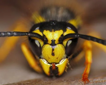 Yellow-jacket wasp Stock Photos
