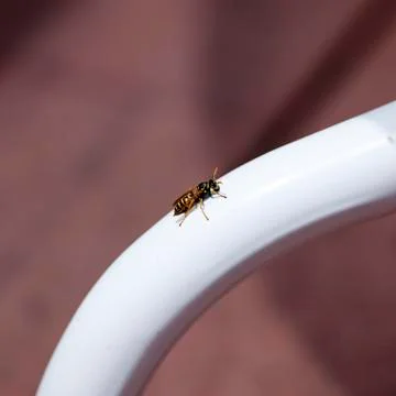 Yellow Jacket Wasp Stock Photos