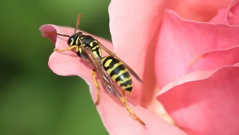 Yellow jacket wasp on pink rose Stock Footage 11240671