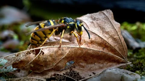 Yellow jacket wasp resting on decaying autumn leaf Stock Footage 340758175