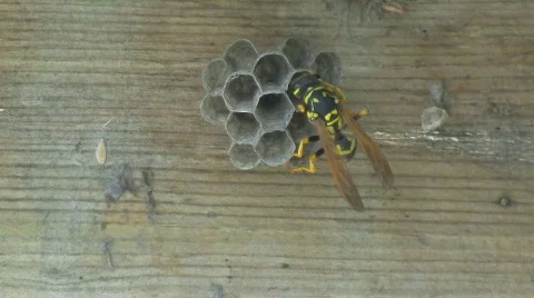 Yellow Jacket Wasp tends to eggs in nest Stock Footage 421016